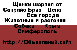 Щенки шарпея от Санрайс Брис › Цена ­ 30 000 - Все города Животные и растения » Собаки   . Крым,Симферополь